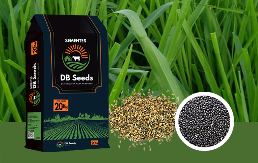 DB Seeds