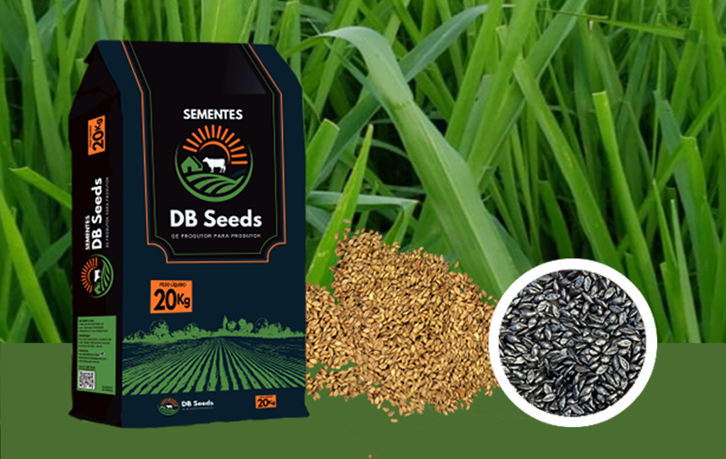 DB Seeds