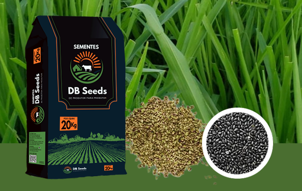 DB Seeds