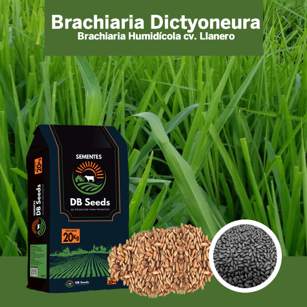 DB Seeds