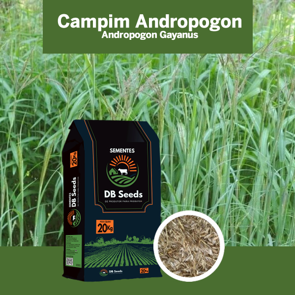 DB Seeds - Capim Andropogon